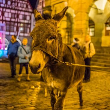 Märchenführung mit Esel in Rothenburg Märchenzauber